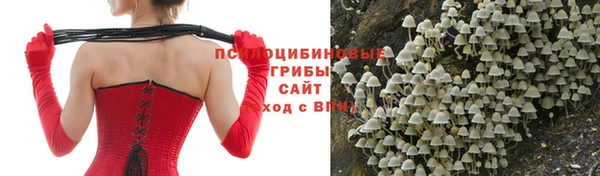 индика Абаза