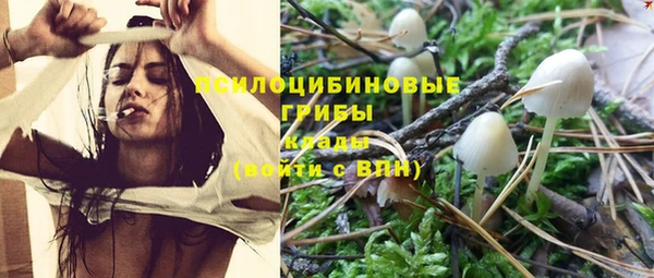 индика Абаза